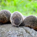 Know These Facts About Groundhogs Before Groundhog Day